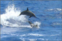 Catamaran Cruise - Possibility of watching dolphins